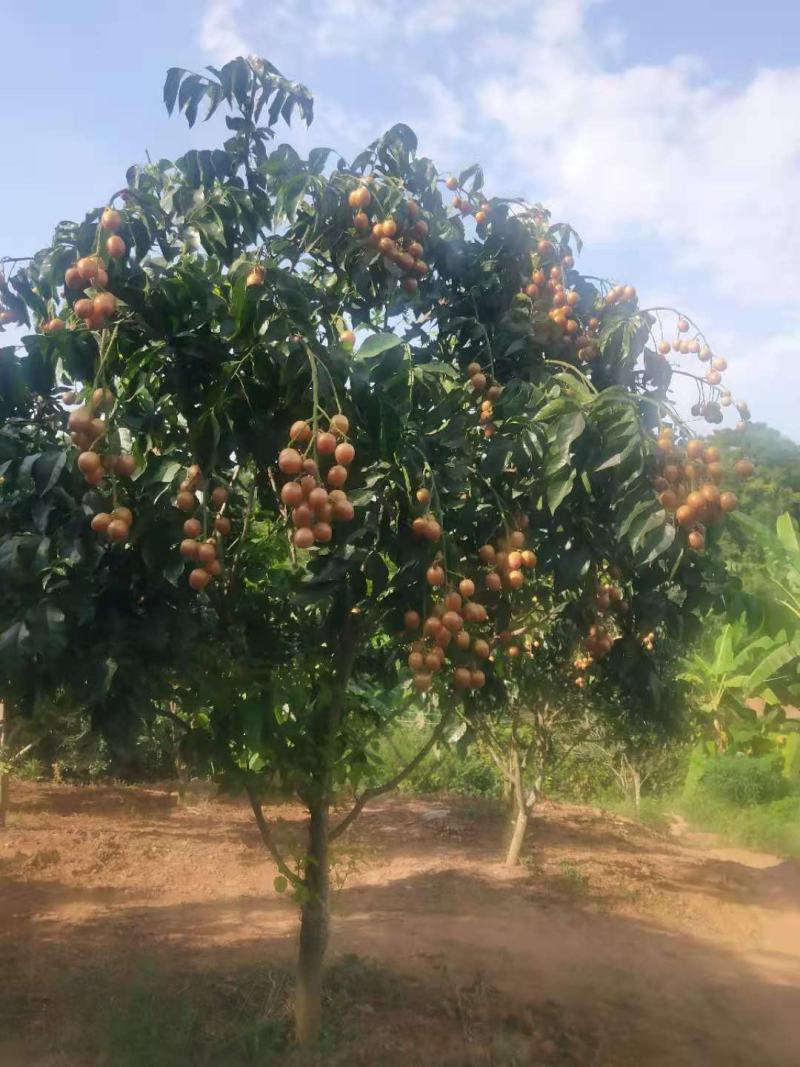 广西灵山黄皮果苗喜获丰收行情 9元/棵供应充足