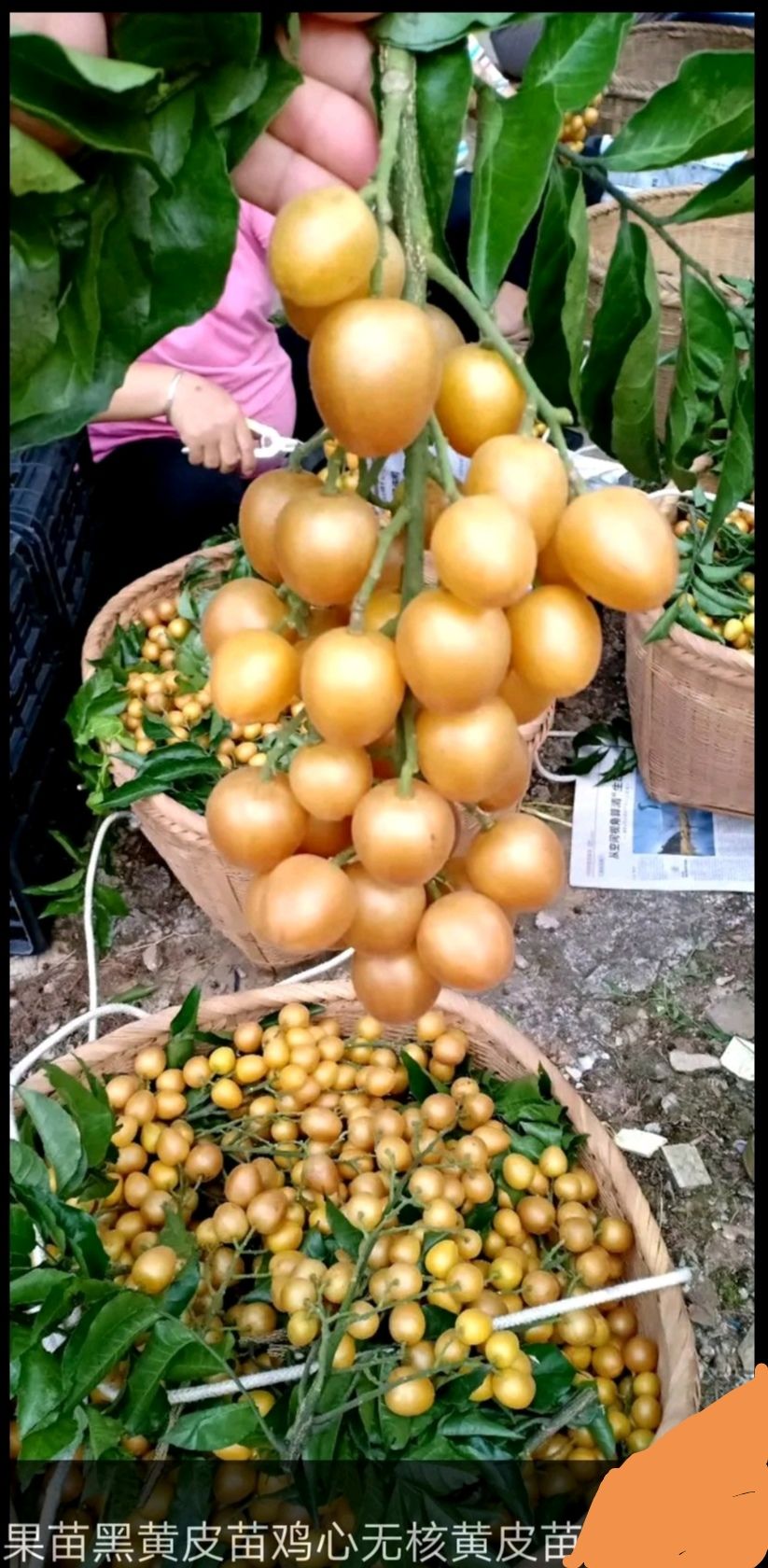 夏日果香 探访香蜜黄皮果的独特魅力