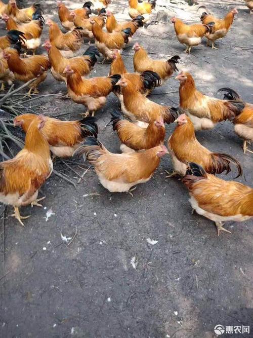 三黄鸡苗 公
