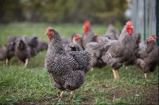 芦花鸡苗苗鸡批发指南 惠农网报价4元/只，500只起批