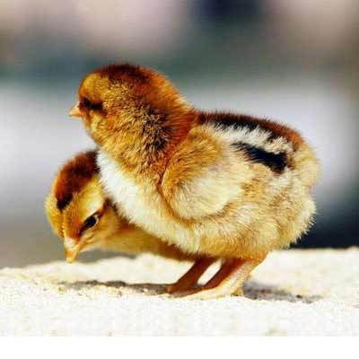 土鸡鸡雏优选——吉林东升禽业良凤花孵化基地专业培育