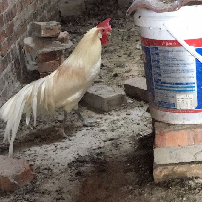 长尾鸡 观之悦目，养之怡情——活苗鸡养殖与观赏指南